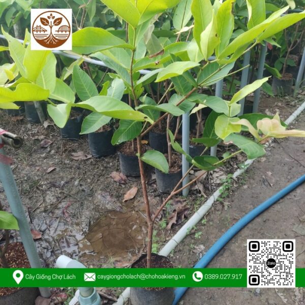 Cây Giống Mận Đỏ An Phước - Cửa Hàng Cây Giống Chợ Lách