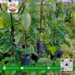 Cây Giống Na Thái Đọt - Cửa Hàng Cây Giống Chợ Lách