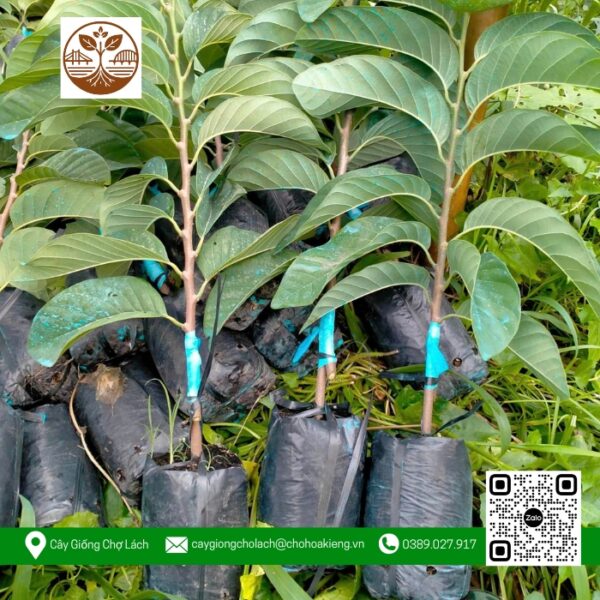 Cây Giống Na Thái Đọt - Cửa Hàng Cây Giống Chợ Lách 3