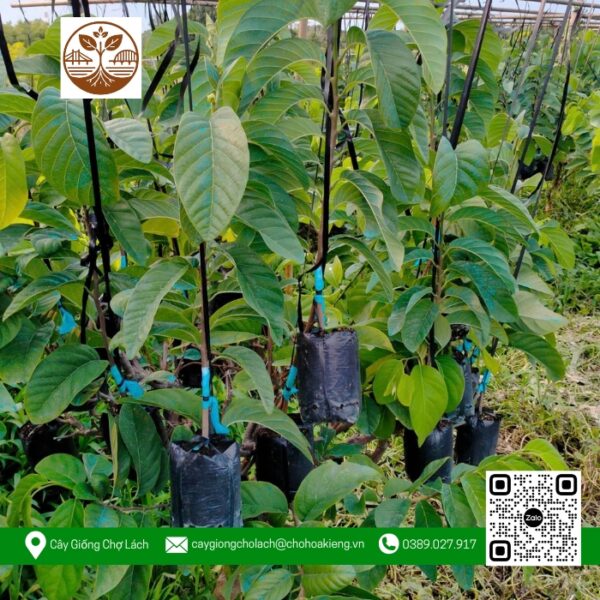Cây Giống Na Thái Đọt - Cửa Hàng Cây Giống Chợ Lách