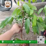 Cây Giống Nhãn Ido - Cửa Hàng Cây Giống Chợ Lách