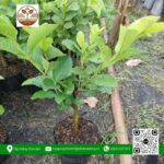 Cây Giống Ổi Lê Đài Loan - Cửa Hàng Cây Giống Chợ Lách