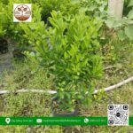 Cây Giống Quất Chua - Cửa Hàng Cây Giống Chợ Lách