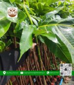 Cây Giống Sa Kê - Cửa Hàng Cây Giống Chợ Lách
