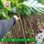 Cây Giống Sa Kê - Cửa Hàng Cây Giống Chợ Lách