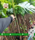 Cây Giống Sa Kê - Cửa Hàng Cây Giống Chợ Lách