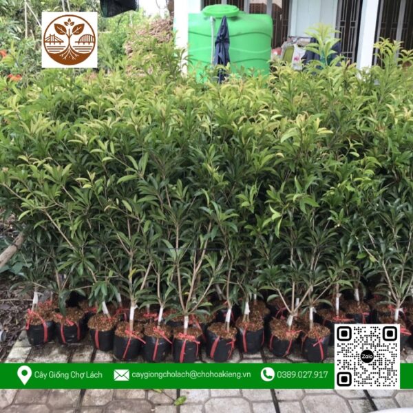 Cây Giống Sapo Mehico - Cửa Hàng Cây Giống Chợ Lách