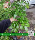 Cây Giống Thanh Trà - Cửa Hàng Cây Giống Chợ Lách 1