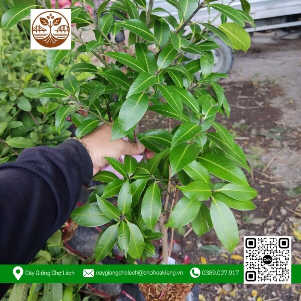 Cây Giống Thanh Trà - Cửa Hàng Cây Giống Chợ Lách 1