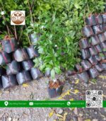 Cây Giống Thanh Trà - Cửa Hàng Cây Giống Chợ Lách