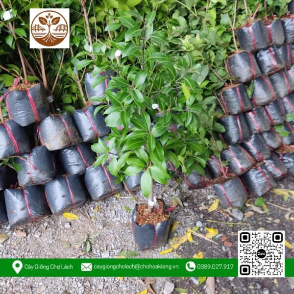 Cây Giống Thanh Trà - Cửa Hàng Cây Giống Chợ Lách