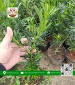 Cây Giống Vạn Niên Tùng - Cửa Hàng Cây Giống Chợ Lách 1