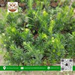 Cây Giống Vạn Niên Tùng - Cửa Hàng Cây Giống Chợ Lách