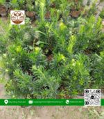 Cây Giống Vạn Niên Tùng - Cửa Hàng Cây Giống Chợ Lách