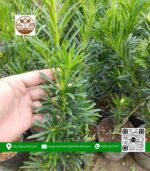 Cây Giống Vạn Niên Tùng - Cửa Hàng Cây Giống Chợ Lách 2