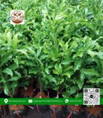 Cây Giống Vú Sữa Hoàng Kim - Cửa Hàng Cây Giống Chợ Lách 1