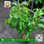 Cây Giống Vú Sữa Hoàng Kim - Cửa Hàng Cây Giống Chợ Lách