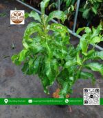 Cây Giống Vú Sữa Hoàng Kim - Cửa Hàng Cây Giống Chợ Lách