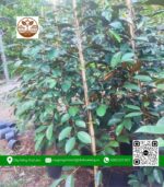 Cây Giống Vú Sữa Lò Rèn - Cửa Hàng Cây Giống Chợ Lách 1