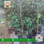 Cây Giống Vú Sữa Lò Rèn - Cửa Hàng Cây Giống Chợ Lách