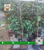 Cây Giống Vú Sữa Lò Rèn - Cửa Hàng Cây Giống Chợ Lách