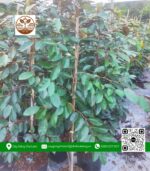 Cây Giống Vú Sữa Lò Rèn - Cửa Hàng Cây Giống Chợ Lách 2