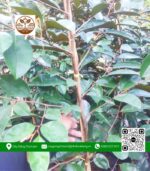 Cây Giống Vú Sữa Lò Rèn - Cửa Hàng Cây Giống Chợ Lách 3