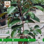 Cây Giống Vú Sữa Mica - Cửa Hàng Cây Giống Chợ Lách