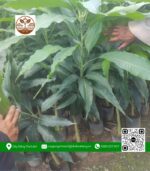 Cây Giống Xoài Cát Hoà Lộc - Cửa Hàng Cây Giống Chợ Lách 1