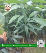Cây Giống Xoài Cát Hoà Lộc - Cửa Hàng Cây Giống Chợ Lách