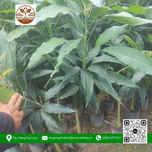 Cây Giống Xoài Cát Hoà Lộc - Cửa Hàng Cây Giống Chợ Lách