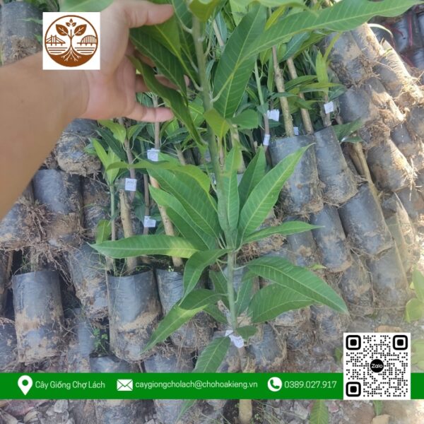 Cây Giống Xoài Thái - Cửa Hàng Cây Giống Chợ Lách