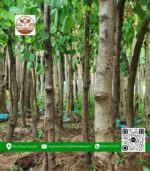 Cây Hoa Ban Tím - Cửa Hàng Cây Giống Chợ Lách 1