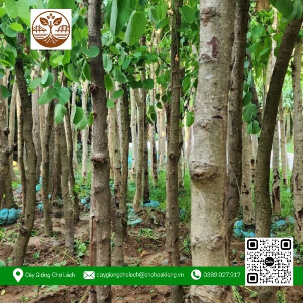 Cây Hoa Ban Tím - Cửa Hàng Cây Giống Chợ Lách 1