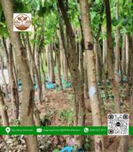 Cây Hoa Ban Tím - Cửa Hàng Cây Giống Chợ Lách