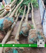 Cây Hoa Ban Tím - Cửa Hàng Cây Giống Chợ Lách 2