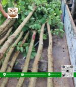 Cây Hoa Ban Tím - Cửa Hàng Cây Giống Chợ Lách 3