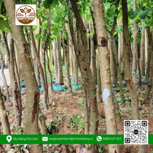 Cây Hoa Ban Tím - Cửa Hàng Cây Giống Chợ Lách