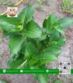 Cây Hoa Cẩm Tú Cầu - Cửa Hàng Cây Giống Chợ Lách 1