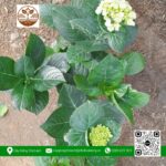 Cây Hoa Cẩm Tú Cầu - Cửa Hàng Cây Giống Chợ Lách