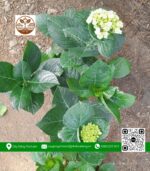 Cây Hoa Cẩm Tú Cầu - Cửa Hàng Cây Giống Chợ Lách
