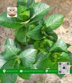 Cây Hoa Cẩm Tú Cầu - Cửa Hàng Cây Giống Chợ Lách 2