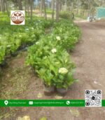 Cây Hoa Cẩm Tú Cầu - Cửa Hàng Cây Giống Chợ Lách 3