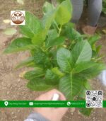 Cây Hoa Cẩm Tú Cầu - Cửa Hàng Cây Giống Chợ Lách 4