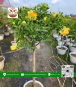 Cây Hoa Dâm Bụt - Cửa Hàng Cây Giống Chợ Lách 1