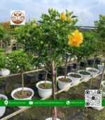 Cây Hoa Dâm Bụt - Cửa Hàng Cây Giống Chợ Lách