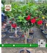 Cây Hoa Dâm Bụt - Cửa Hàng Cây Giống Chợ Lách 2