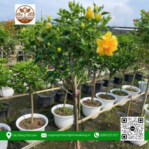 Cây Hoa Dâm Bụt - Cửa Hàng Cây Giống Chợ Lách