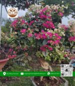 Cây Hoa Giấy - Cửa Hàng Cây Giống Chợ Lách 1