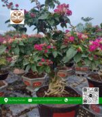 Cây Hoa Giấy - Cửa Hàng Cây Giống Chợ Lách